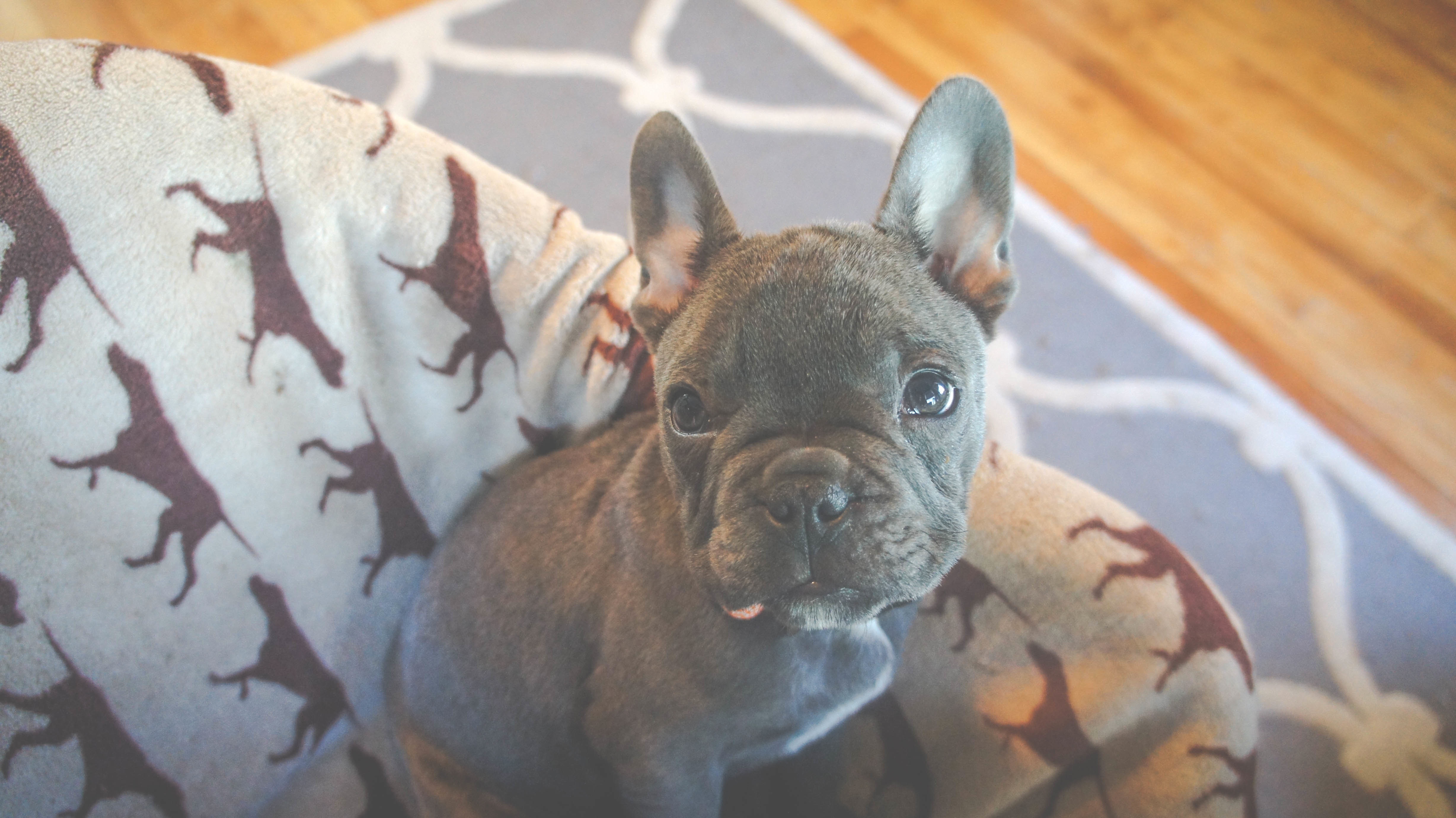 Cachorros de Bulldog Francés recién nacidos